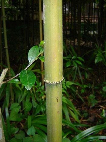写真：緑色の竹