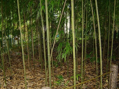 写真：日光が遮られて薄暗い竹林の様子