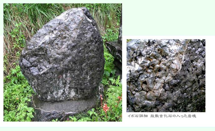 イボ石の写真と詳細写真 写真左:表面がでこぼこしたイボ石、右写真:左の写真の詳細、イボのような丸い微生物の集まった化石の状態