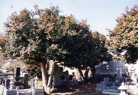写真：墓地に自生するツバキの木