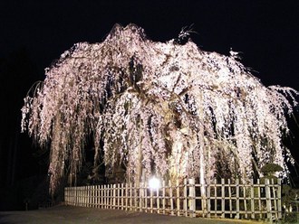 写真：夜にライトアップされているおかめサクラ