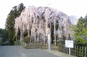 写真：昼間、垂れた枝に薄ピンク色の花が満開の様子