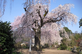 写真1：春に満開の花を咲かせているのお角サクラ