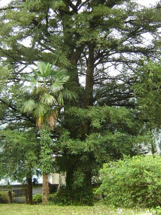 写真：周りのどの木よりもカヤが背が高い