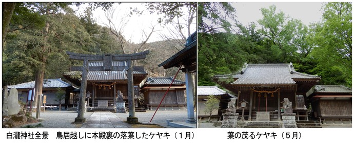 写真：向かって左　白滝神社の背後に落葉したケヤキ（1月撮影）。右　葉の繁るケヤキ（9月撮影）