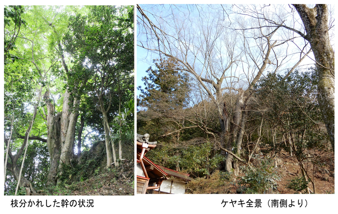 ケヤキ詳細写真：向かって左、枝分かれした幹の状況。向かって左、落葉したケヤキ全景
