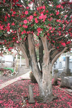 写真：咲き終わった花が地面に落ちて枝も地面も赤くなっているところ