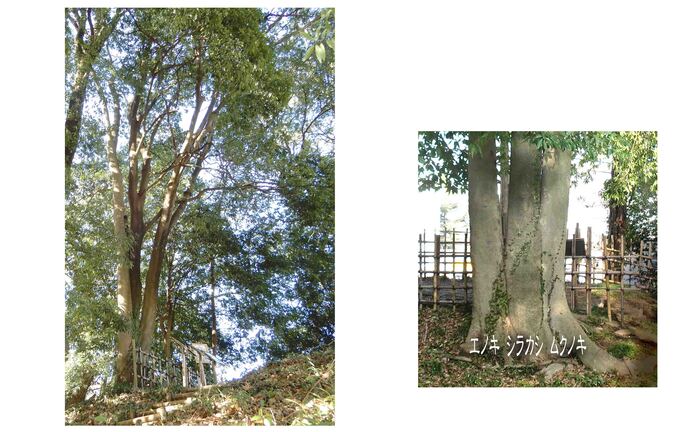写真： 向かって左、彦部家北側の土塁上に生育する合体木、右詳細写真　3本の幹がくっついた状態。右からエノキ・シラカシ・ムクノキ。
