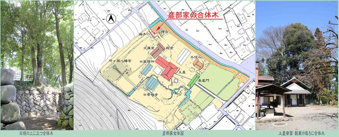 写真： 向かって左合体木、中央彦部家内の合体木の位置図、向かって右　中央建物の牛エオに合体木