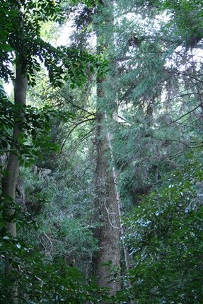 写真：うっそうと茂るモミの木の様子2
