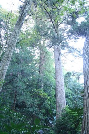 写真：うっそうと茂るモミの木の様子1