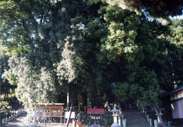 写真：神社の境内に密集するクスノキ群