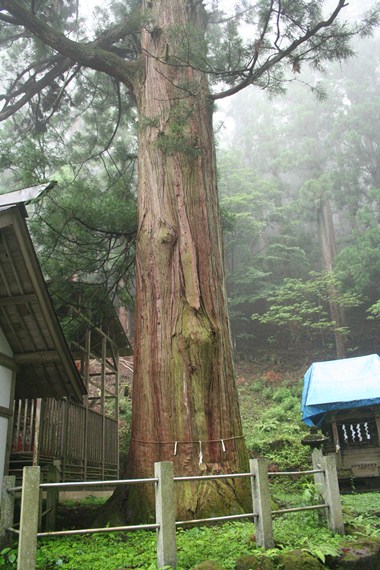 写真：しめ縄をかけられ神社の境内に立っている大スギ