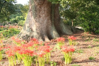 写真：大クスノキの根元に彼岸花が沢山咲いている様子