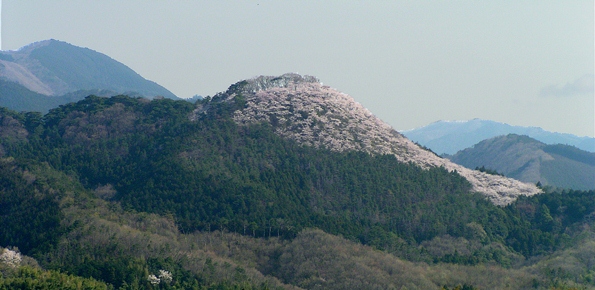 写真：山の山頂から麓にかけて桜が咲いている様子