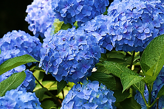 写真：青色の花のアジサイ1