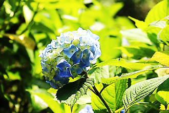 写真：水色の花のアジサイ2