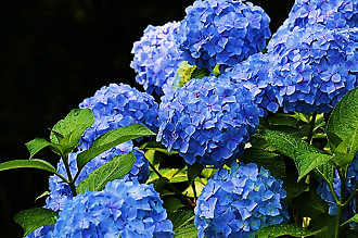 写真：青色アジサイの花2
