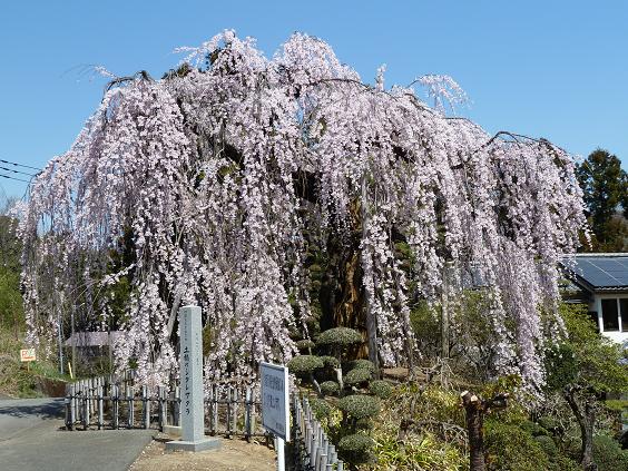 土橋のおかめさくら （シダレサクラ）