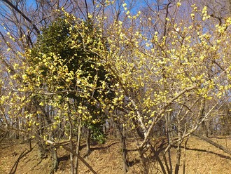 写真：ロウバイの木