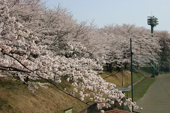 新里総合グラウンドの桜写真