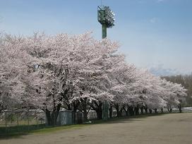 新里総合グラウンドの桜写真遠景