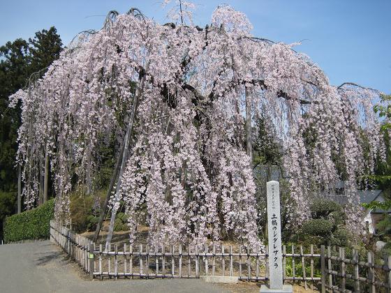 土橋のおかめさくら写真全体