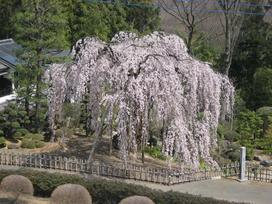 土橋のおかめさくら写真引き