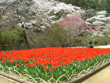 写真：桜を背景にした吾妻公園のチューリップ