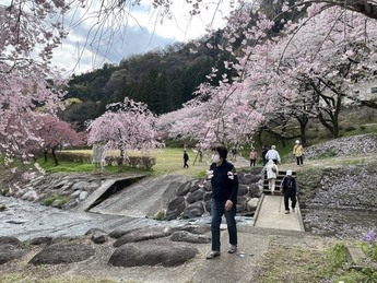 写真：桜が満開の様子