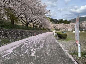写真：桜の花びらが地面に散っている様子