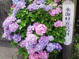 写真：「水源村宣言の村」と書かれた石標の隣にアジサイの花が咲いている