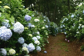 写真：アジサイの株が道の両脇に植わっている様子