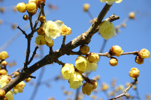 写真：ロウバイの花が咲き始めている枝