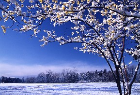 写真：雪が積もって真っ白な地面と花の咲いたロウバイの木