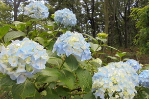 写真：水色の花のアジサイ