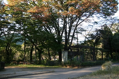 写真：工事前の旧クマ舎とケヤキの大木