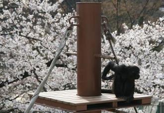 写真：ニイニイお花見