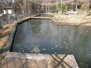 写真：池の氷