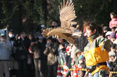 写真：オオフクロウ