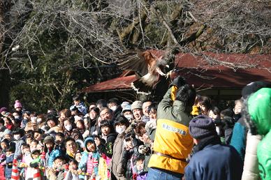 写真：ハリスホーク