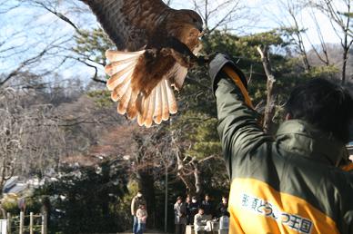 写真：ニシオオノスリ