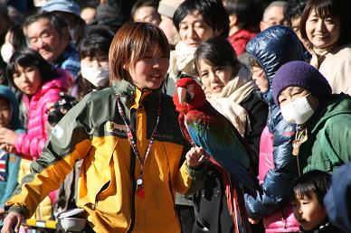 写真：ベニコンゴウインコ