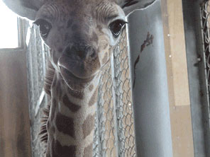 写真：カメラに興味　キリンの赤ちゃん