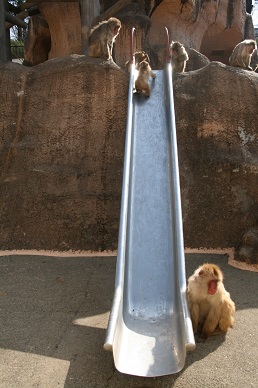 写真：ニホンザルと滑り台