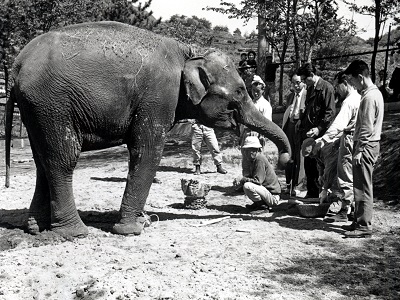 写真：イズミ来園当時