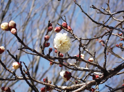 写真：梅の花