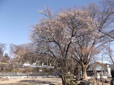 写真：園内の梅の木
