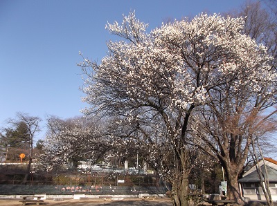 写真：園内の梅の木