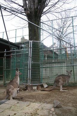 写真：キサラギが見ている